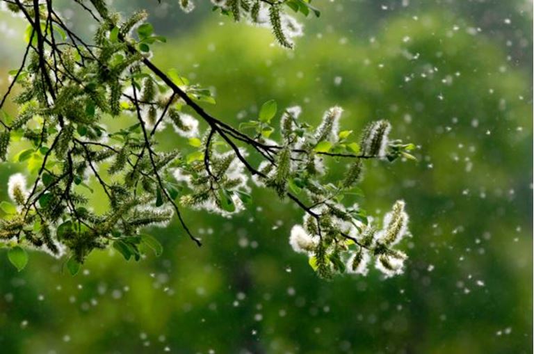 Trægren i grønne omgivelser med pollen