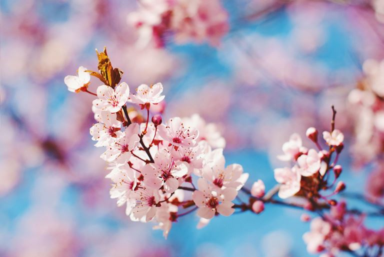 Trægren med lyserøde kirsebærblomster